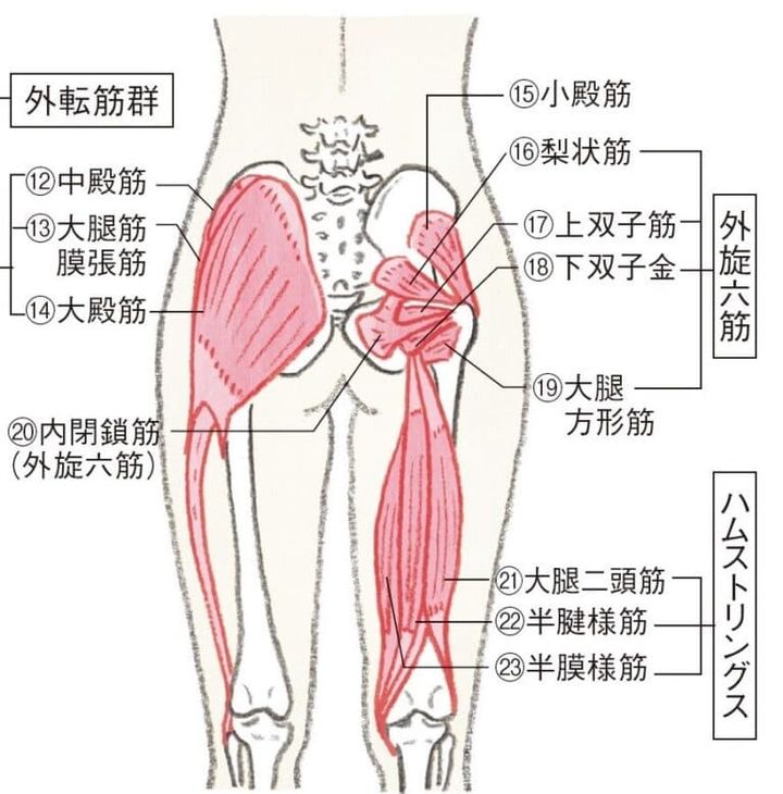 股関節の筋肉