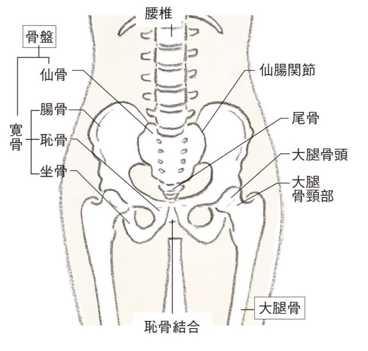 股関節の骨