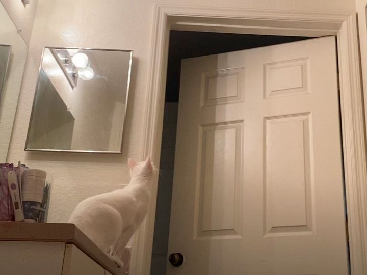 見つめる先はドアの上……？