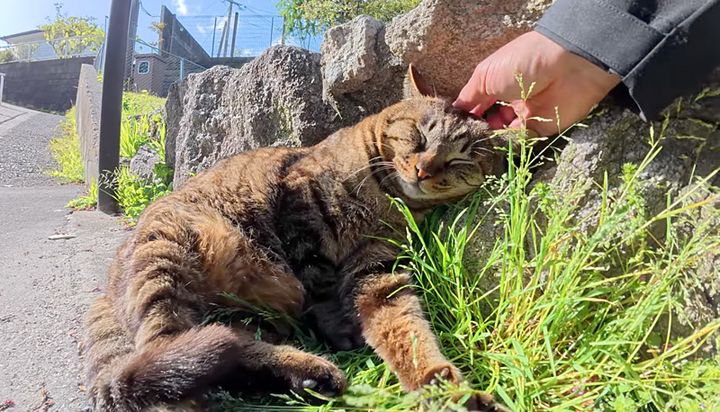 頭をモフモフされる猫