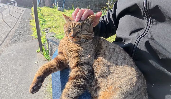 膝の上でナデナデされる猫