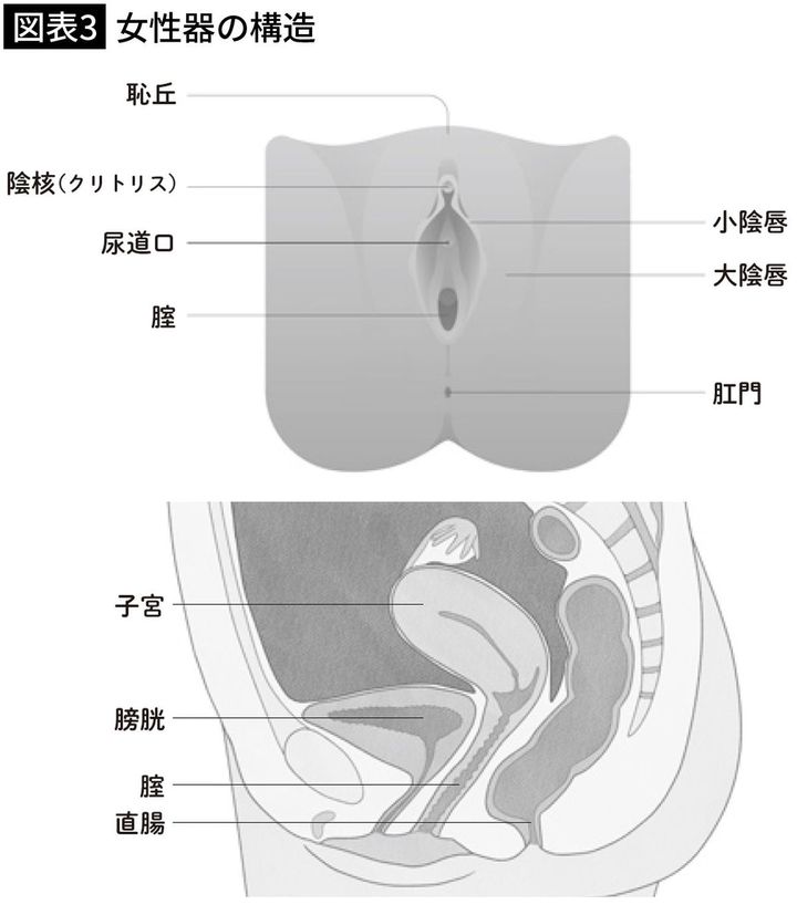 【図表3】女性器の構造