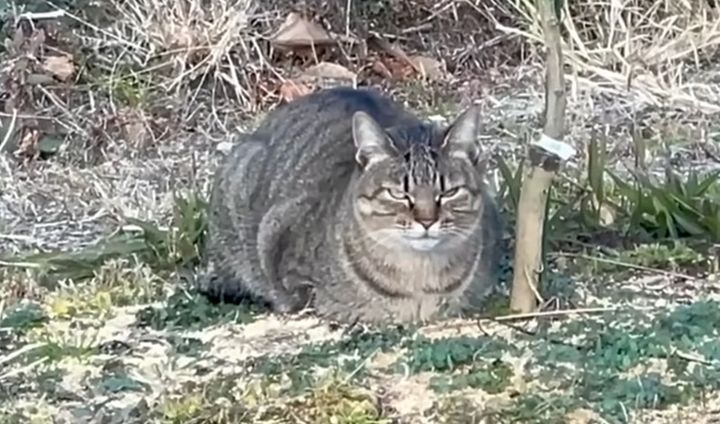 寒さで丸くなる猫