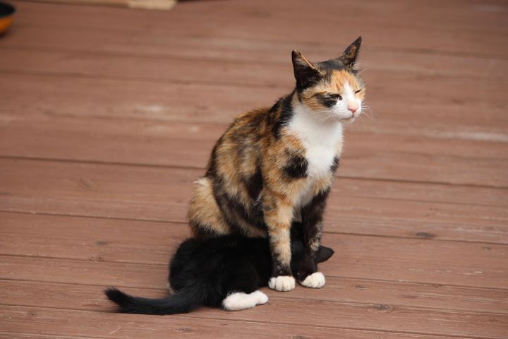 本日の美人猫vol.625