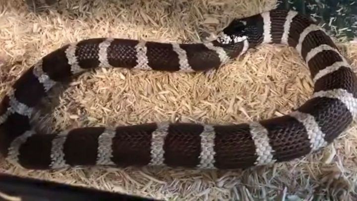 ペットのキングヘビがウロボロスしている様子