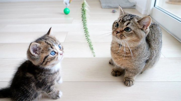 猫じゃらしが気になる子猫達