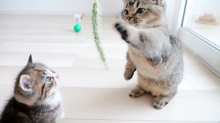 猫じゃらしで遊ぶ子猫達