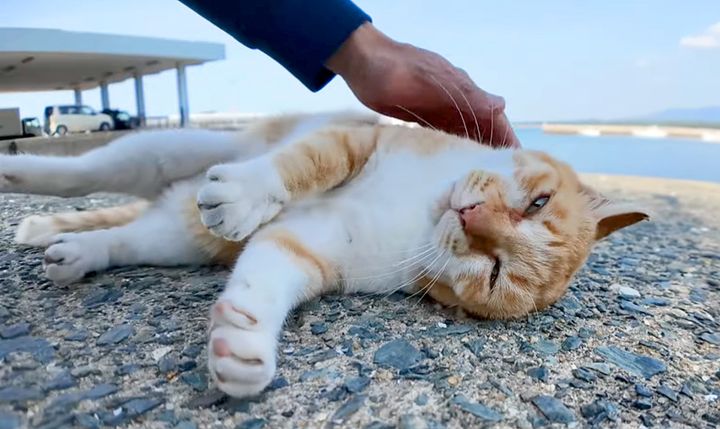 ゴロンと寝転がる猫