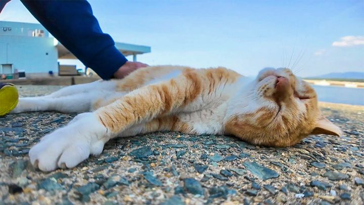 ナデナデされる猫