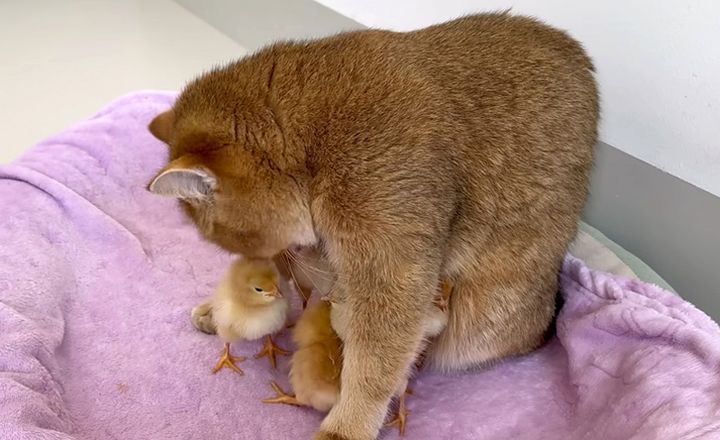 ヒヨコを世話する猫