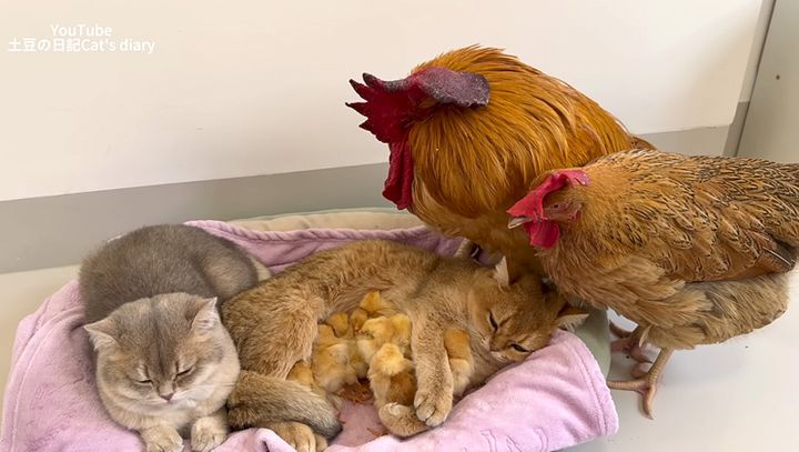 ヒヨコと仲良しな猫