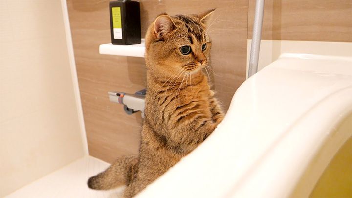 お風呂を見守る猫