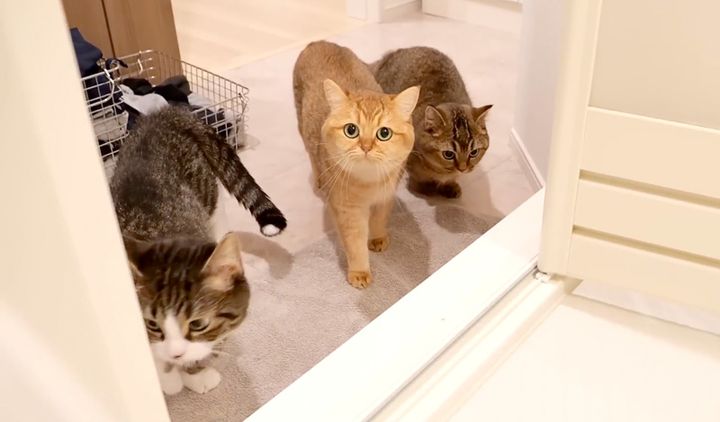 長風呂を心配する猫達