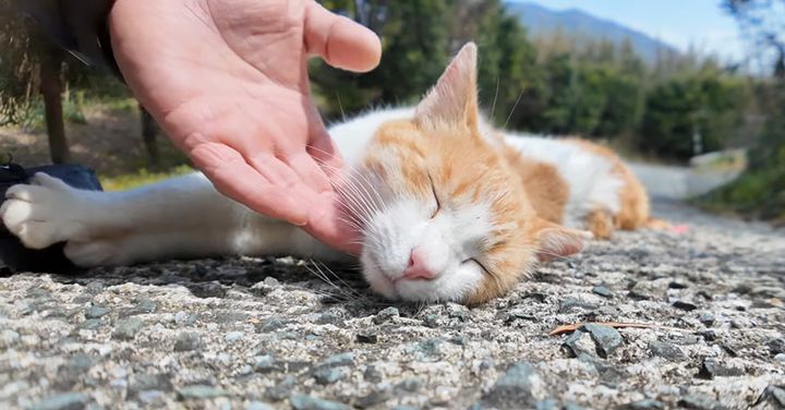 坂道で撫でられる猫