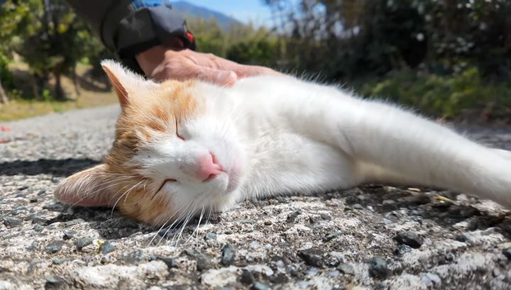 坂道で撫でられる猫