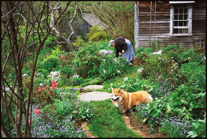 愛犬のコーギーと庭を歩くターシャ。『ターシャ・テューダー 静かな水の物語』© 2017 映画「ターシャ・テューダー」製作委員会 Photo by Richard W. Brown