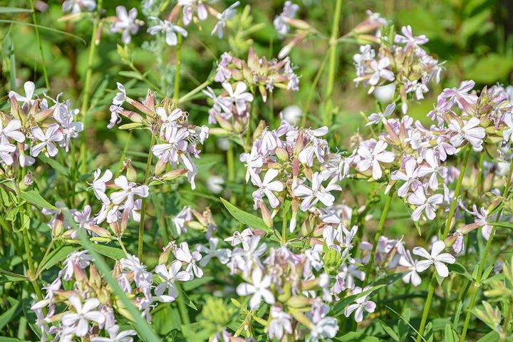 シレネ・ラティフォリア Silene latifolia