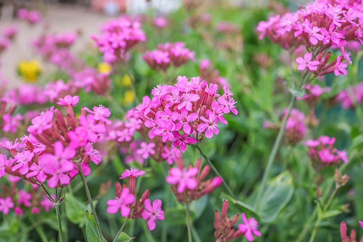 ムシトリナデシコ Silene armeria