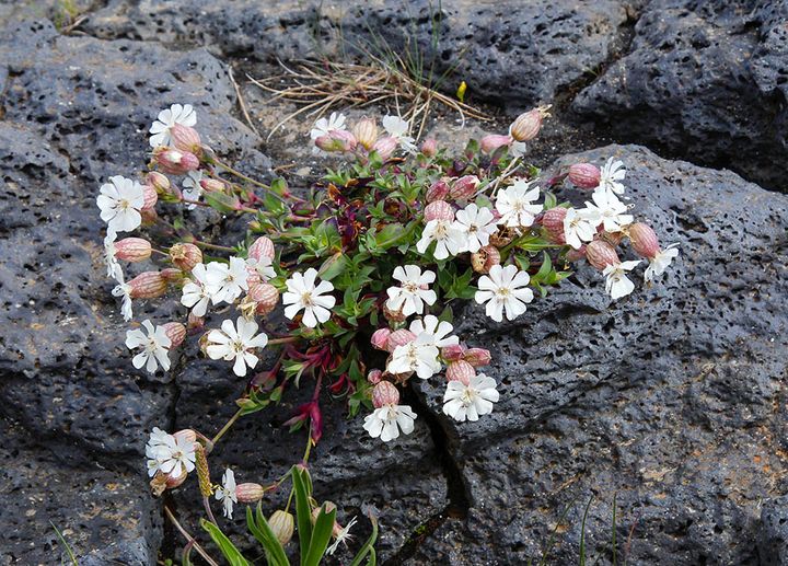 シレネ・ユニフローラ Silene uniflora