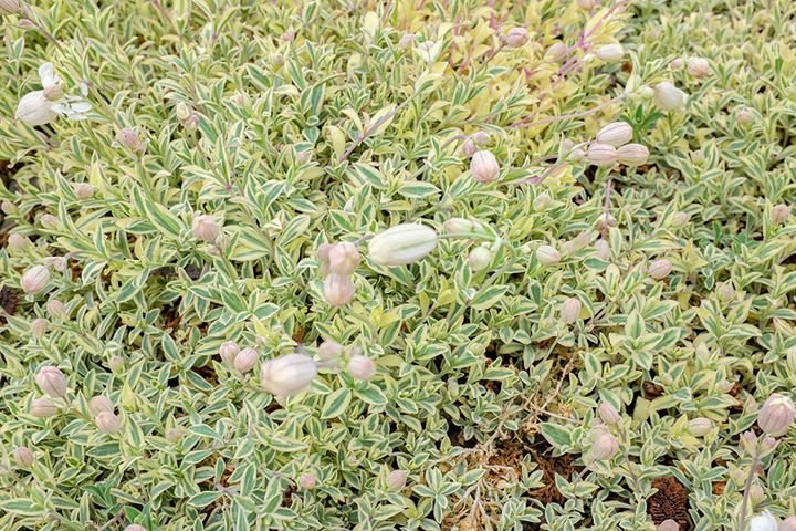 シレネ・ユニフローラの斑入り