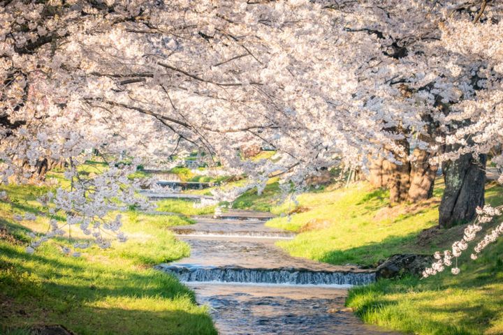 GWもまだまだ”お花見”と”雪遊び”が楽しめちゃう！ネコママウンテンへGO！