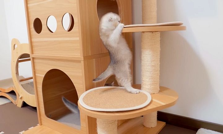 キャットタワーに登る子猫
