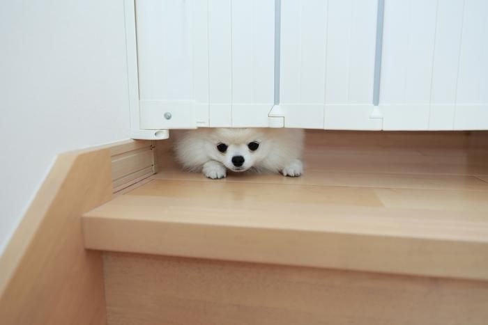 ゲートの下からのぞく犬