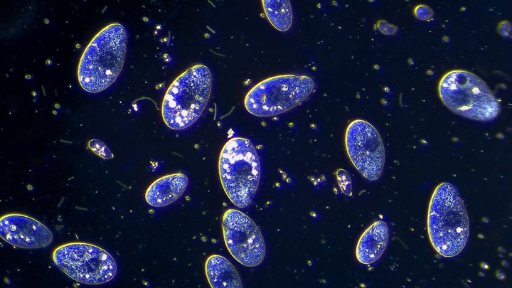 地球は「超高速モード」で生命を芽吹かせていた