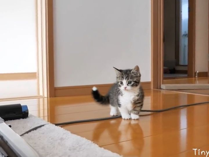 掃除機に興味津々！