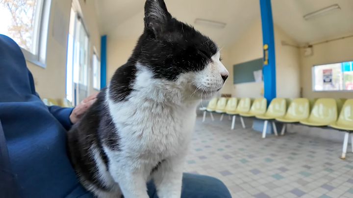 膝の上で撫でられる猫