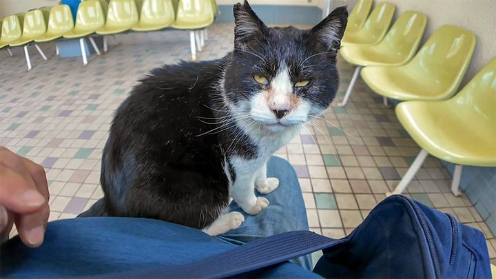 膝の上に乗ってきた猫