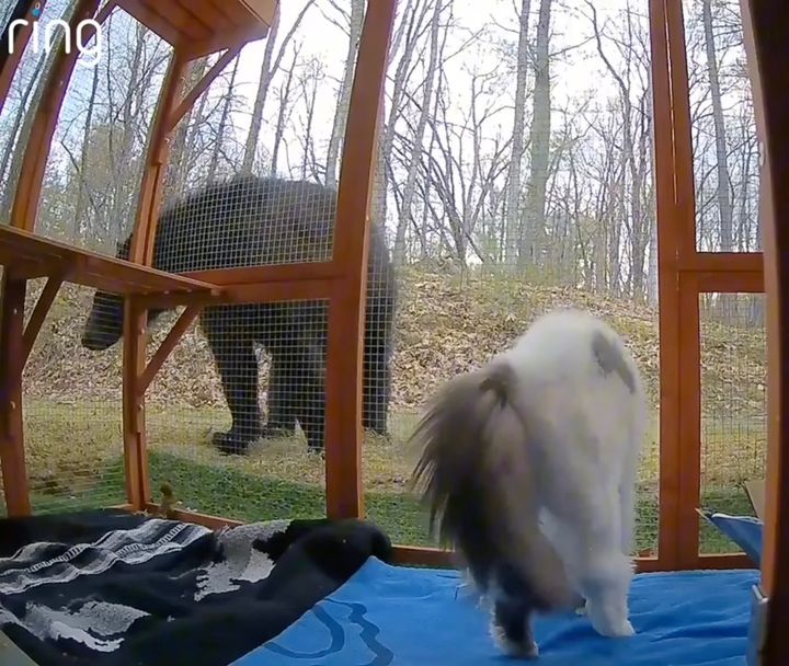 威嚇姿勢で熊追い返す豪気な猫、うなり声あげ真っ向勝負