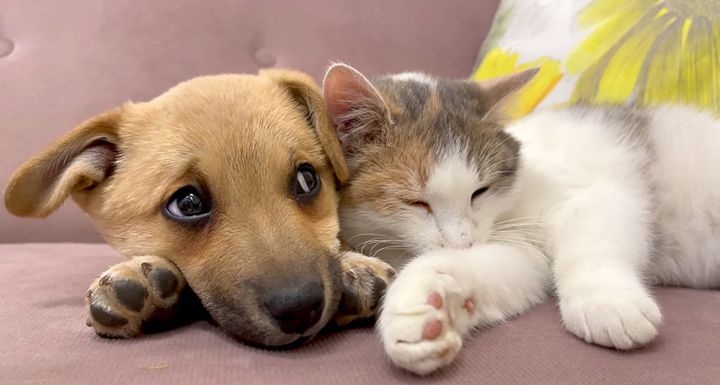 寄り添う子猫と子犬