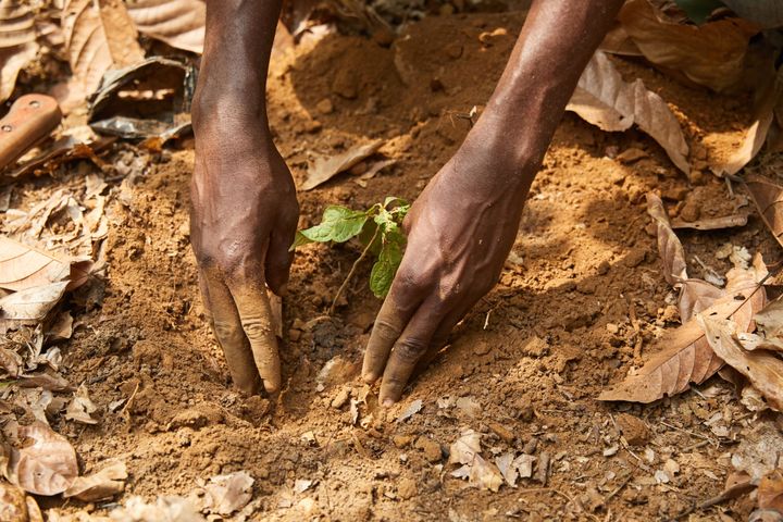 シェードツリーの植樹で、生物多様性のある森を復活させる取り組み。