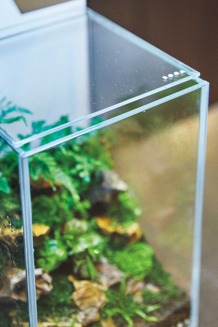 パルダリウムを換気する様子