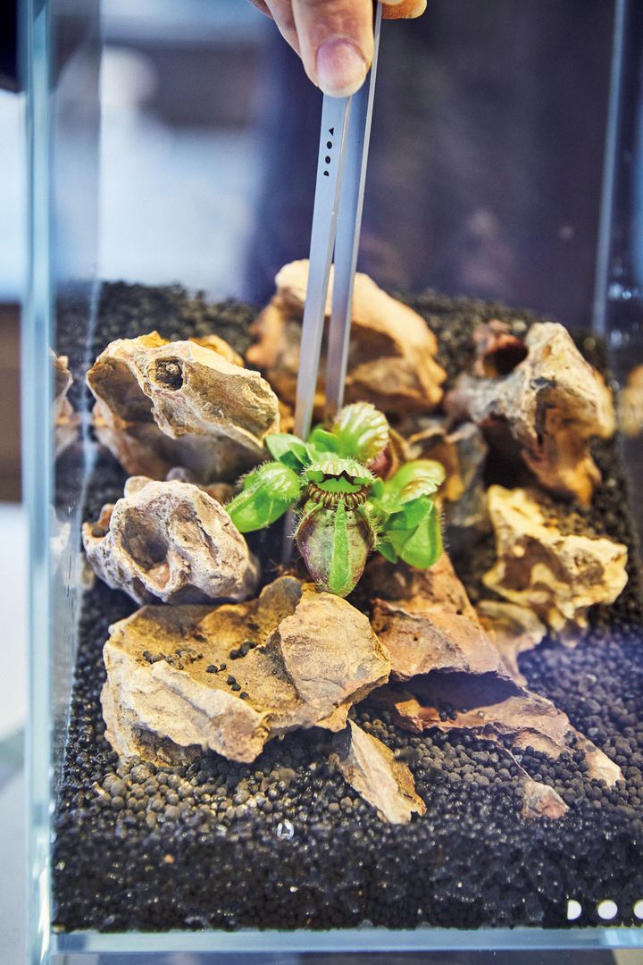 パルダリウムを作る様子