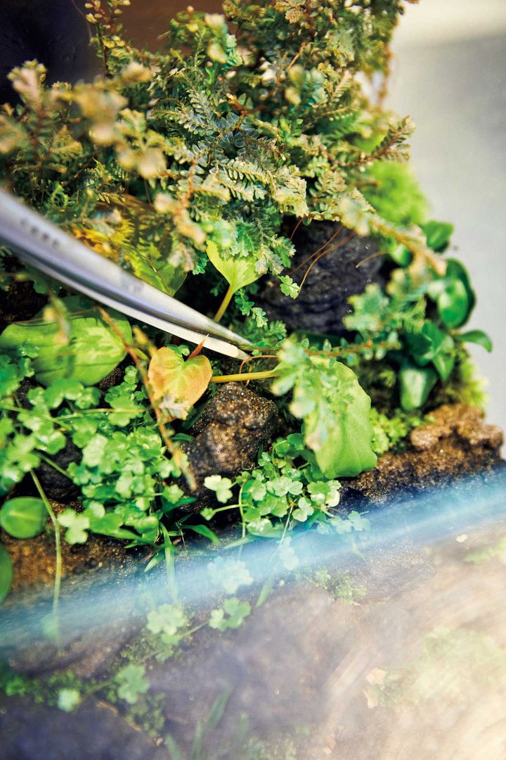 パルダリウムをトリミングする様子