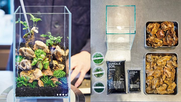 水槽に熱帯雨林の景色を作り、繁茂していく姿を愛でる。LED栽培の愉しみかた〜パルダリウム編〜