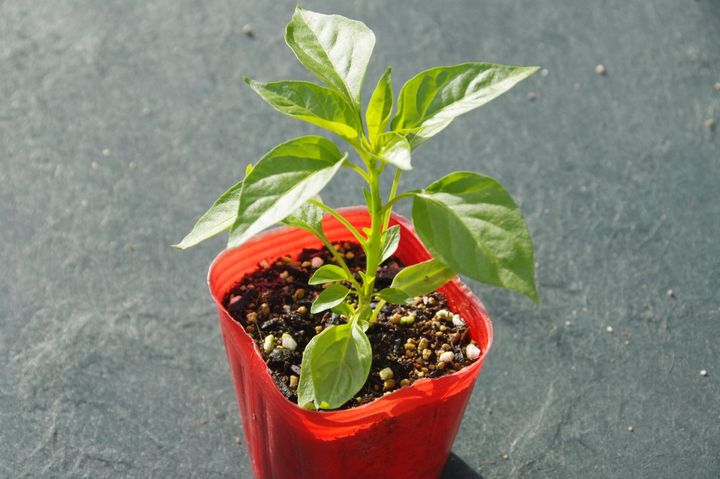 100均の観葉植物 大きくなる 植え替え