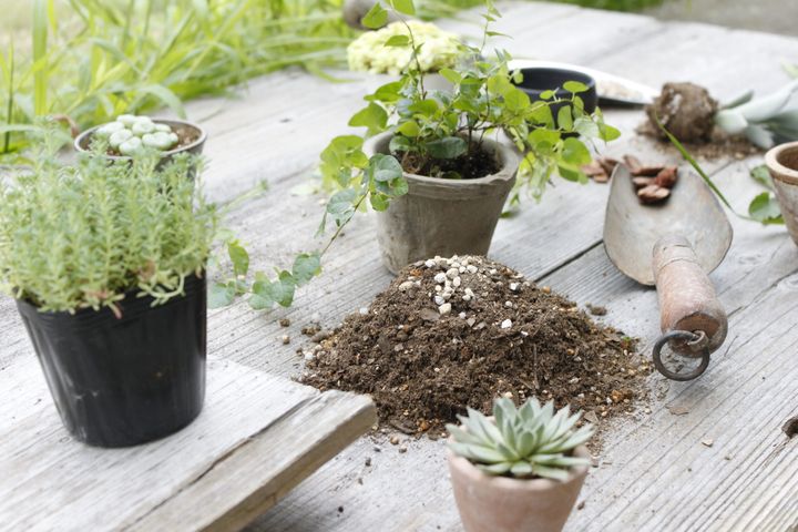100均の観葉植物 大きくなる 植え替えのポイント