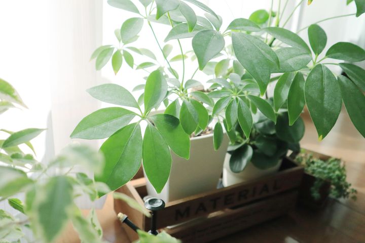 100均の観葉植物 大きくなる 100均で購入できる大きくなりやすい観葉植物