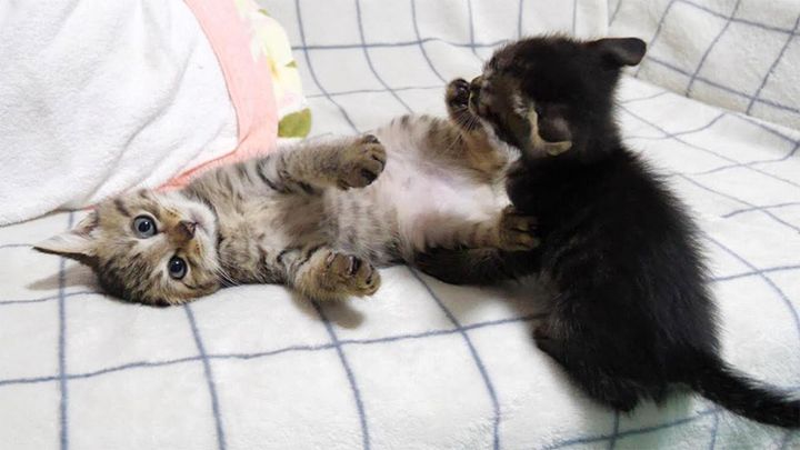 遊ぶ子猫達