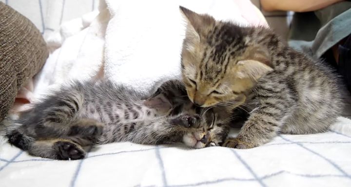 毛づくろいする子猫達