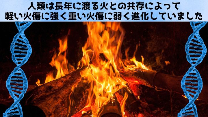 火が遺伝子を書き換えた：人類は「軽い火傷に強く重い火傷に弱く」進化していた
