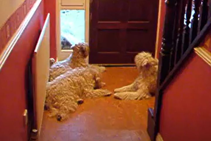 飼い主が帰宅！興奮を抑えきれない5匹の犬は…？