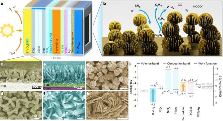 ミニチュアの葉っぱ工場”の断面図