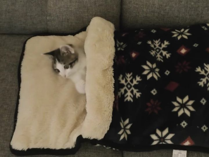 顔だけ出して見ていたのは……