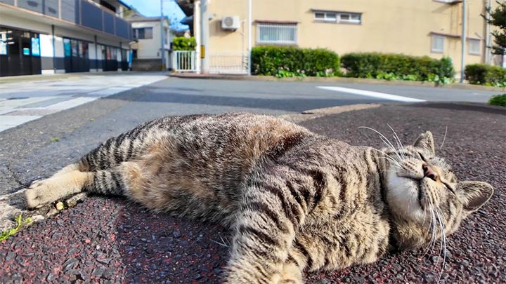 ナデナデアピールする猫