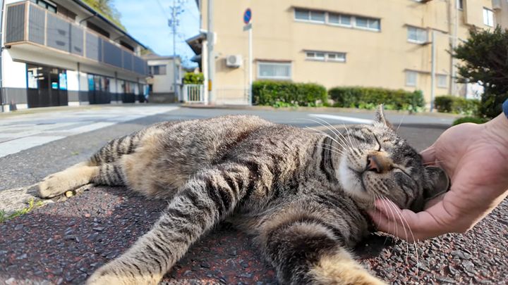 幸せそうにナデナデされる猫