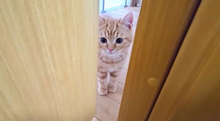 飼い主さんを呼びにきた子猫